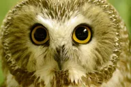 Sitka Alaska Raptor Center Admission thumbnail 6