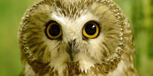 Sitka Alaska Raptor Center Admission - Image 6