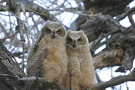 Denver Birds of Prey Tour with Lunch 9 hr thumbnail 5