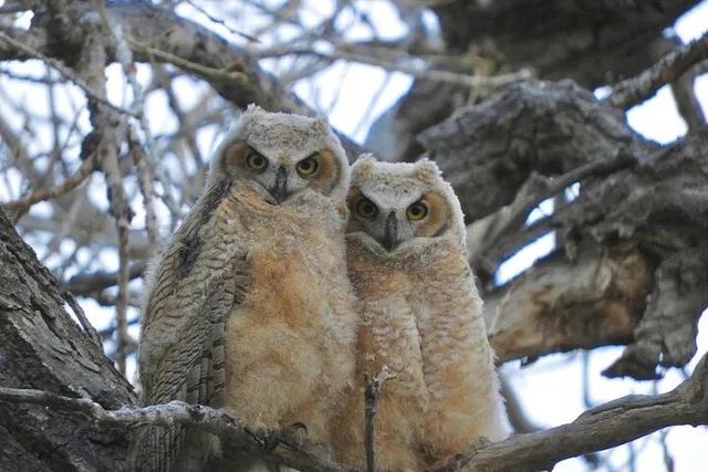 Denver Birds of Prey Tour with Lunch 9 hr - Image 5
