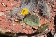 Sedona Couples Healing Hike thumbnail 3
