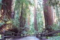 San Francisco Muir Woods and Sausalito Guided Tour thumbnail 1