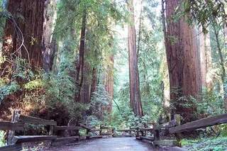 San Francisco Muir Woods and Sausalito Guided Tour