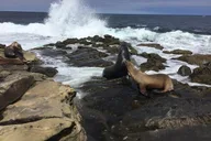 San Diego Private Tour from Del Mar thumbnail 5