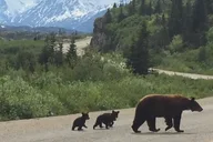 Skagway Emerald Lake Van Excursion 7 hr thumbnail 1