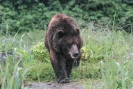 Juneau Bear Viewing at Pack Creek 6 hr thumbnail 5