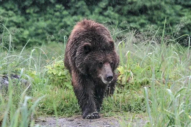 Juneau Bear Viewing at Pack Creek 6 hr - Image 5