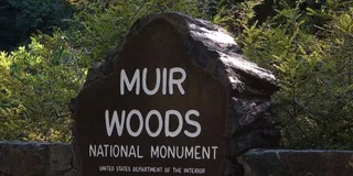 San Francisco Muir Woods, Sausalito, and Tiburon Day Trip