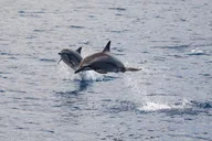 Maalaea Snorkel and Dolphin Watch thumbnail 3