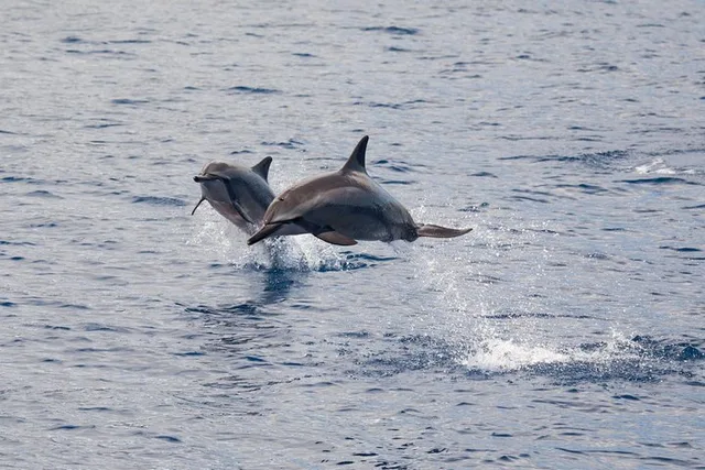 Maalaea Snorkel and Dolphin Watch - Image 3