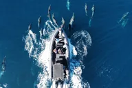 Oceanside Dolphin & Whale Watching Tour 2 hr thumbnail 2