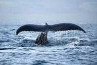 Oahu Whale Watching Sail thumbnail 4