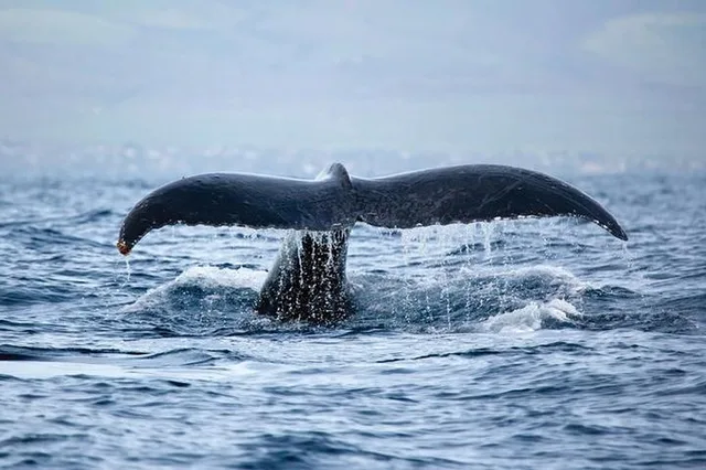 Oahu Whale Watching Sail - Image 4