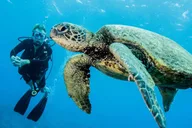 Maui Scuba Diving Introductory Lesson from Lahaina thumbnail 1