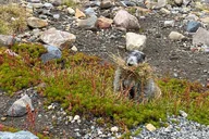 Seattle Mt Rainier Small Group Tour 2 Days thumbnail 4