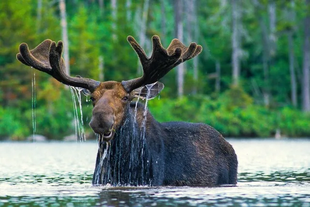 Jackson Wildlife Adventure in Grand Teton 4 hr - Image 1