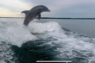 Marco Island Dolphin & Eco Tour 2 hr thumbnail 3