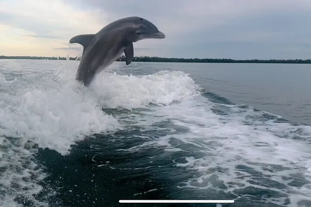 Marco Island Dolphin & Eco Tour 2 hr - Image 3