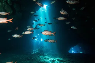 Lahaina Two Tank Lanai Diving Adventure