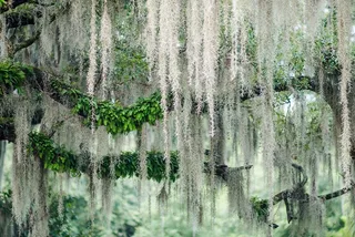 Savannah Bonaventure Cemetery Walking Tour 2 hr
