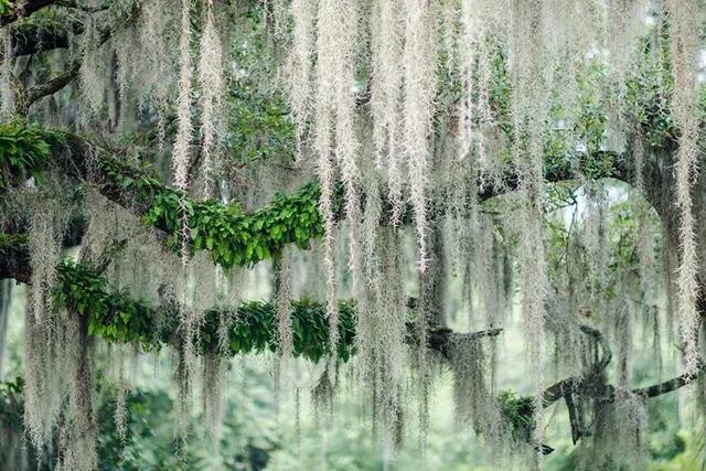 Savannah Bonaventure Cemetery Walking Tour 2 hr - Image 1