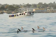 Monterey Whale Watching Tour 3 hr thumbnail 6