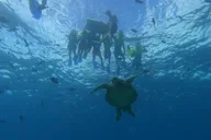Oahu Snorkeling Adventure with Turtle and Water Scooter thumbnail 4