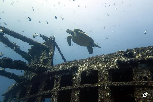 Oahu Deep Dive with Shipwreck and Reef - Image 4