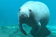 Silver Springs Clear Kayaking Wildlife Tour 2 hr thumbnail 3