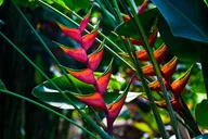 Honolulu Manoa Waterfall Hike with Lunch 5 hr thumbnail 6