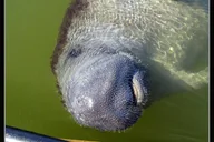 Everglades Dolphin, Manatee and Birding Boat Tour thumbnail 1