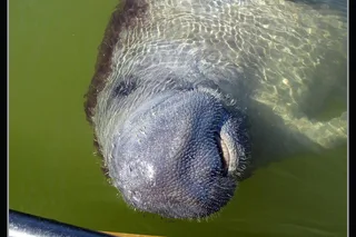 Everglades Dolphin, Manatee and Birding Boat Tour