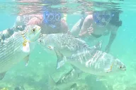 Waikiki Snorkeling Tour with Free Video & Pics 1 hr thumbnail 3