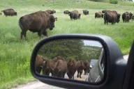 Custer State Park Safari and Hiking Tour thumbnail 4