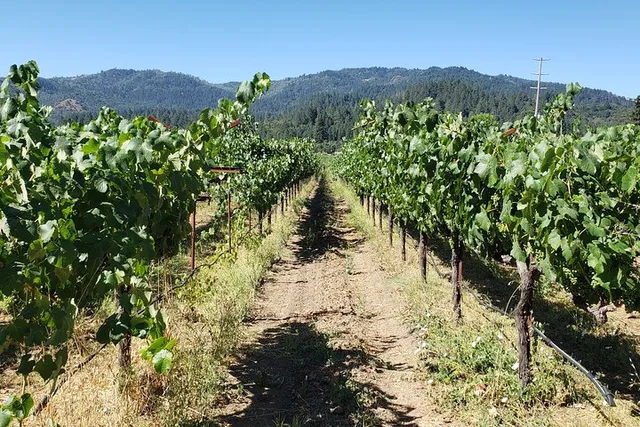 San Francisco Napa Valley Wine Tasting Tour 8 hr - Image 1