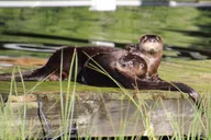 Winter Haven Historical Wildlife Pontoon Tour 1 hr thumbnail 3