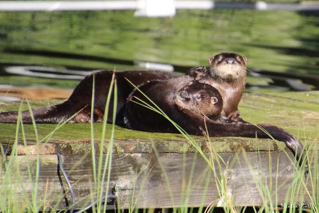 Winter Haven Historical Wildlife Pontoon Tour 1 hr - Image 3