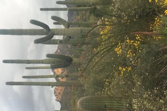 Tucson Sonoran Desert Hike with Wild Foods 2 hr - Image 6