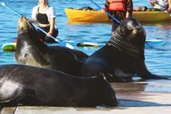 Marina Del Rey Kayak and Paddleboard Tour with Sea Lions 2 hr thumbnail 1