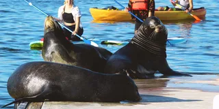 Marina Del Rey Kayak and Paddleboard Tour with Sea Lions 2 hr