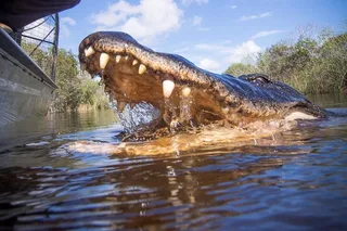Miami Everglades Tour with Pickup 4 hr