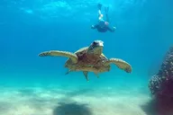 Honolulu Snorkeling and Ocean Activities Cruise thumbnail 1