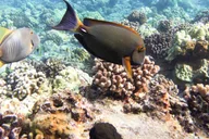 Maui Snorkeling Adventure at Molokini and Turtle Sites thumbnail 6