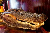 Tampa Food Tour with Local Tastings thumbnail 6