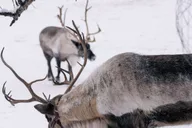 Fairbanks Reindeer Walk with Transportation 4 hr thumbnail 2