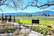 Sonoma and Napa Champagne Wine Tour Half Day thumbnail 1