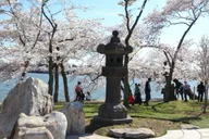 Washington DC Cherry Blossoms Tour with Retired Ranger thumbnail 3