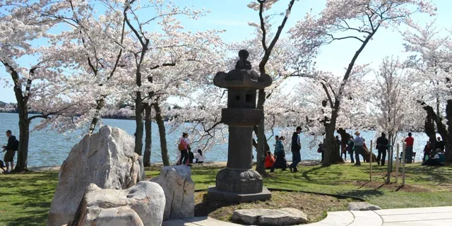 Washington DC Cherry Blossoms Tour with Retired Ranger - Image 3