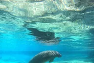 Crystal River Snorkeling Tour with Manatees thumbnail 1