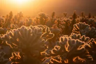 Joshua Tree Sunrise Private Tour & Hike thumbnail 3